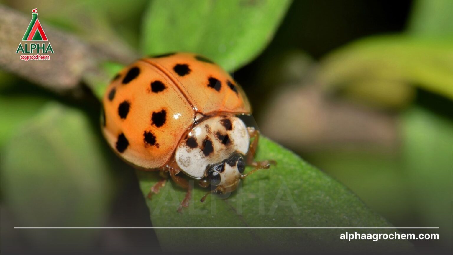 Bọ rùa có lợi hay có hại? Và cách phân biệt - ALPHA AGROCHEM