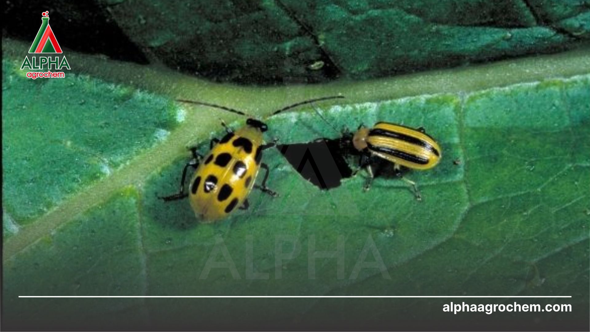 bọ dưa hại cây trồng