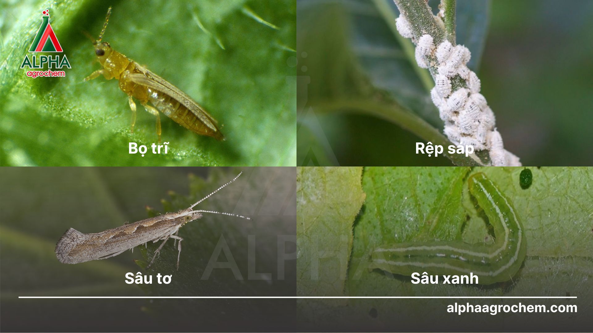 các loài sâu hại
