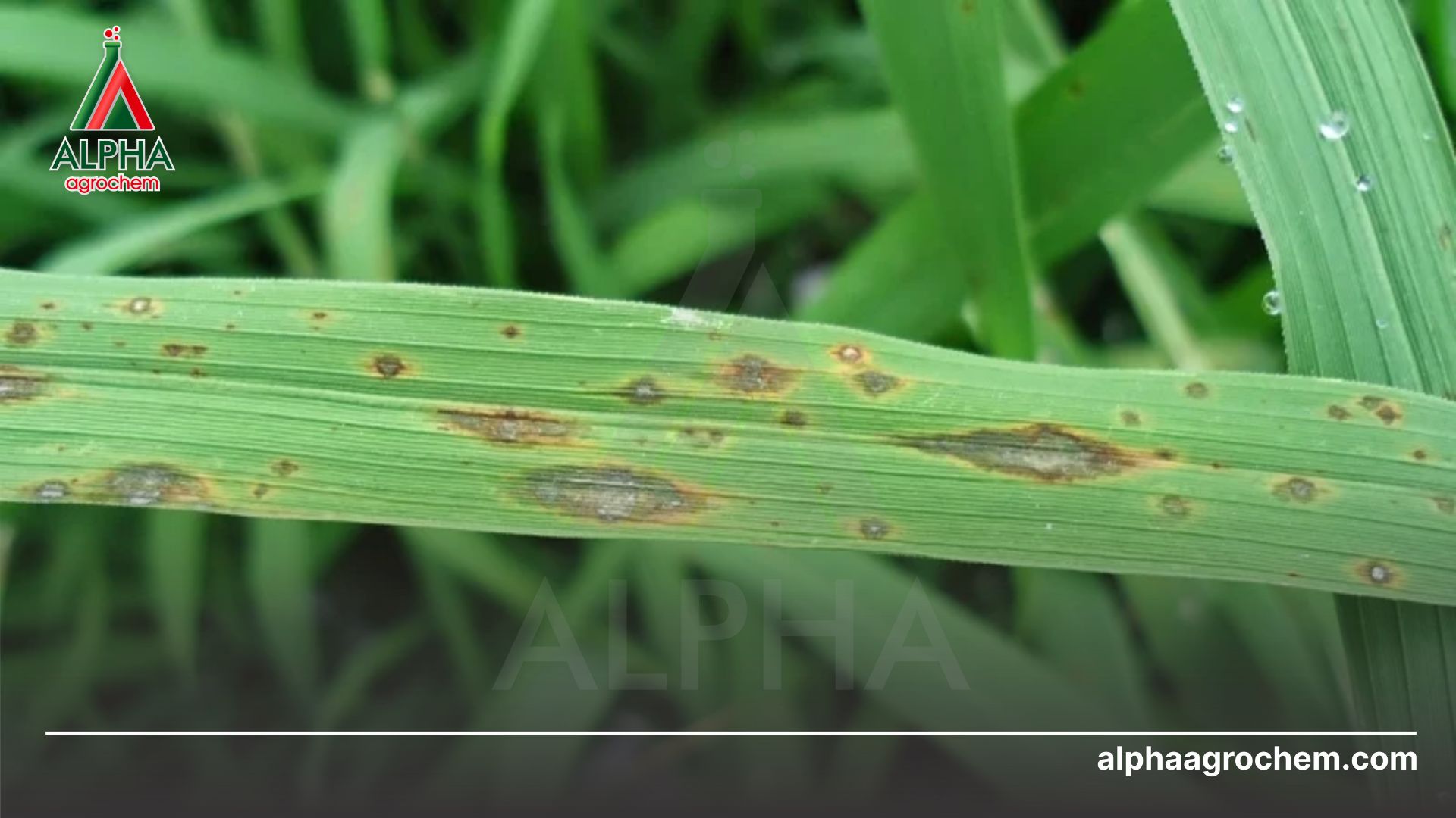 bệnh đạo ôn lúa