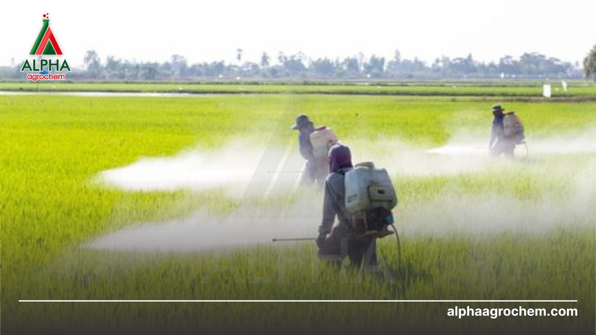 nông dân phun Thuốc trừ sâu - Bifenthrin 17.1% + Imidacloprid 17.1% - VOTE 34,2SC 