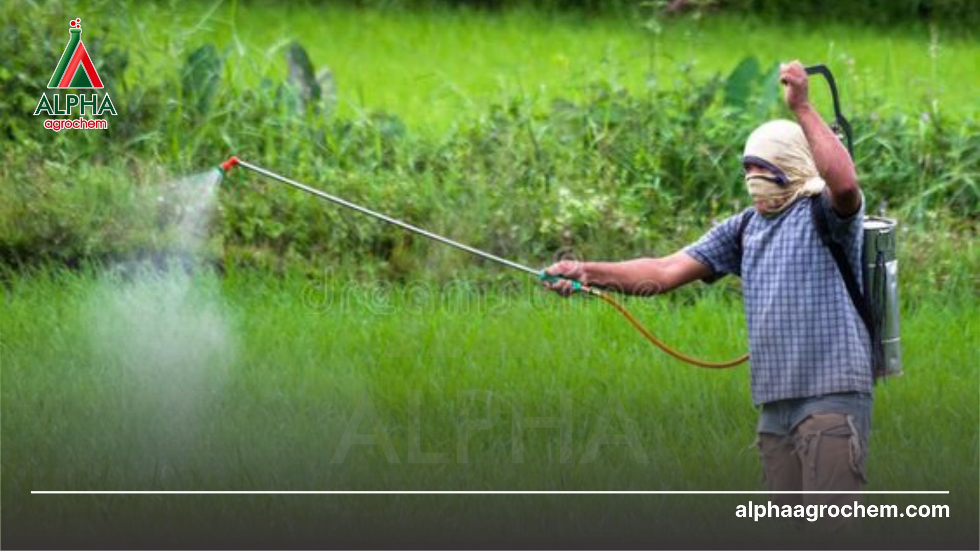 nông dân phun Thuốc trừ bệnh - Bismerthiazol 200g/kg - Tricyclazole 400g/kg - Sulfur 200g/kg - ANTIMER-SO 800WP