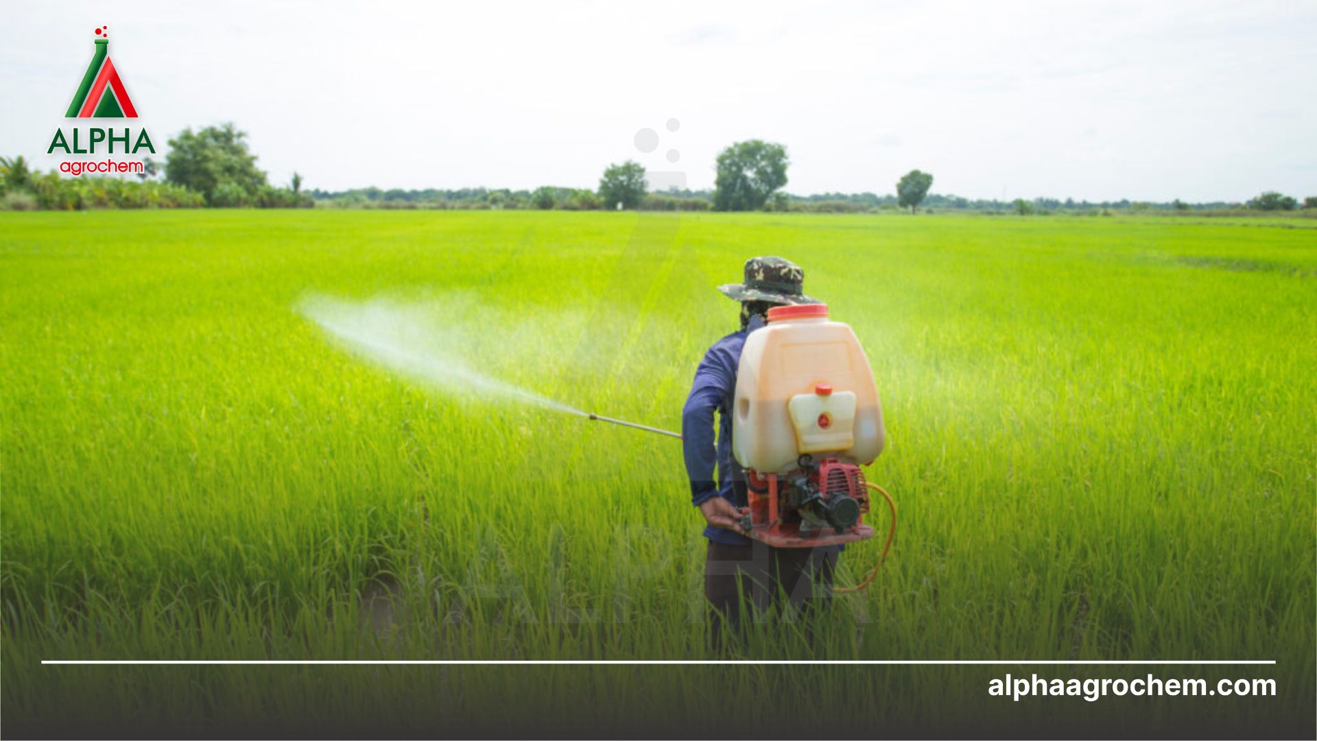 nông dân phun Thuốc trừ bệnh - Tricyclazole 375g/kg + Bismerthiazol 400g/kg - ANTIGOLD 775WP