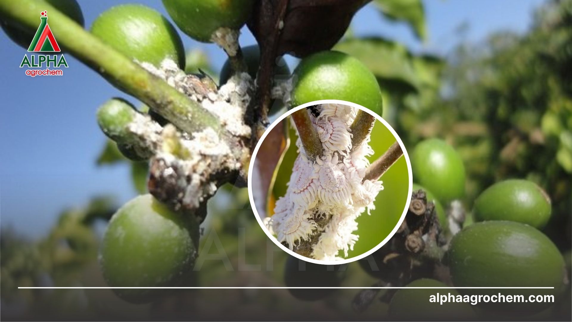 rệp hại cà phê 