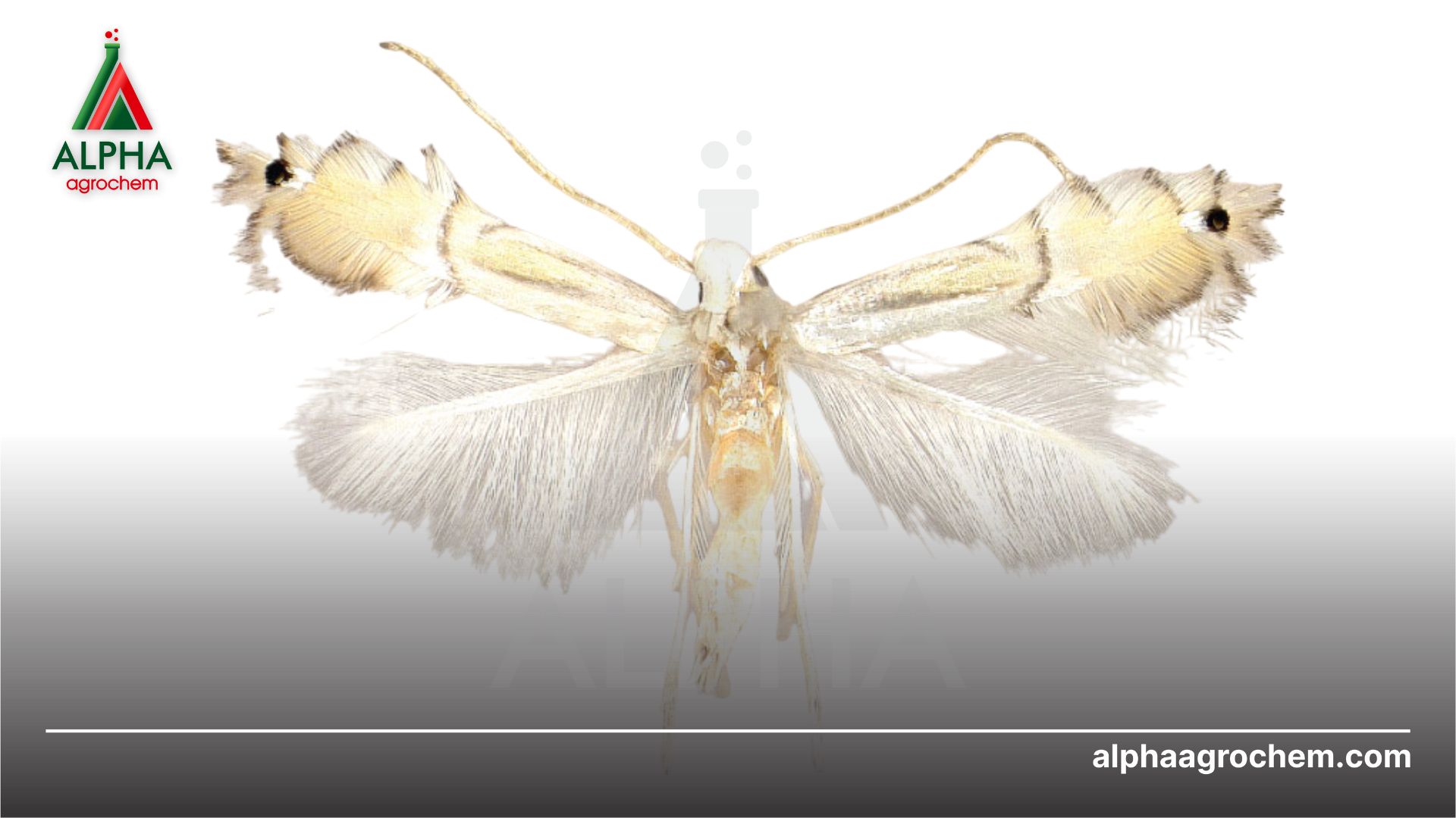 Thành trùng sâu vẽ bùa