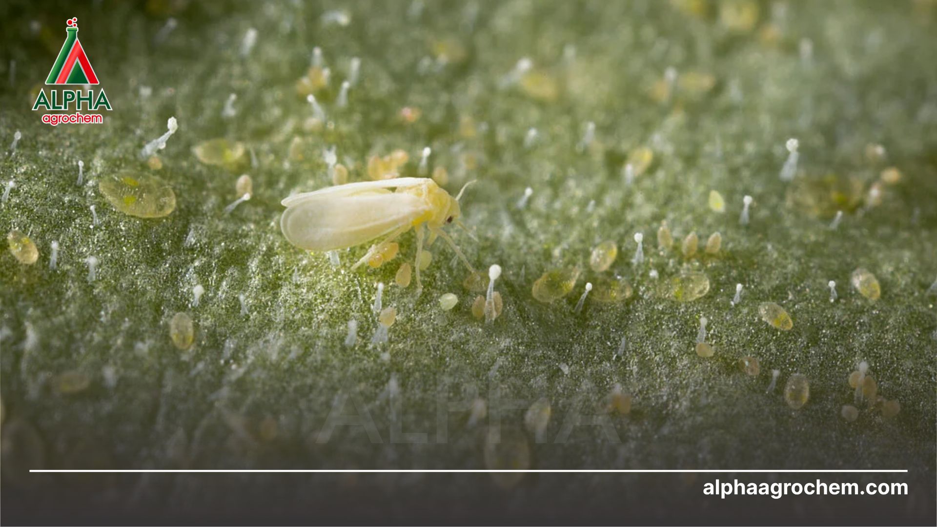 vòng đời rầy phấn trắng 