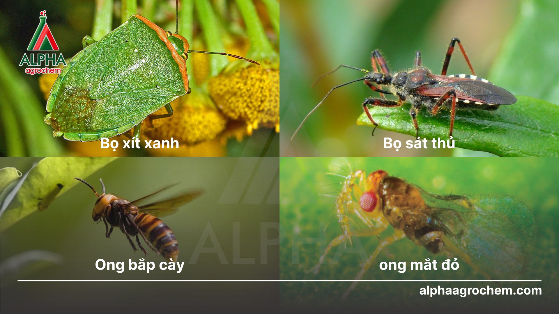 các loài thiên địch của bọ dưa