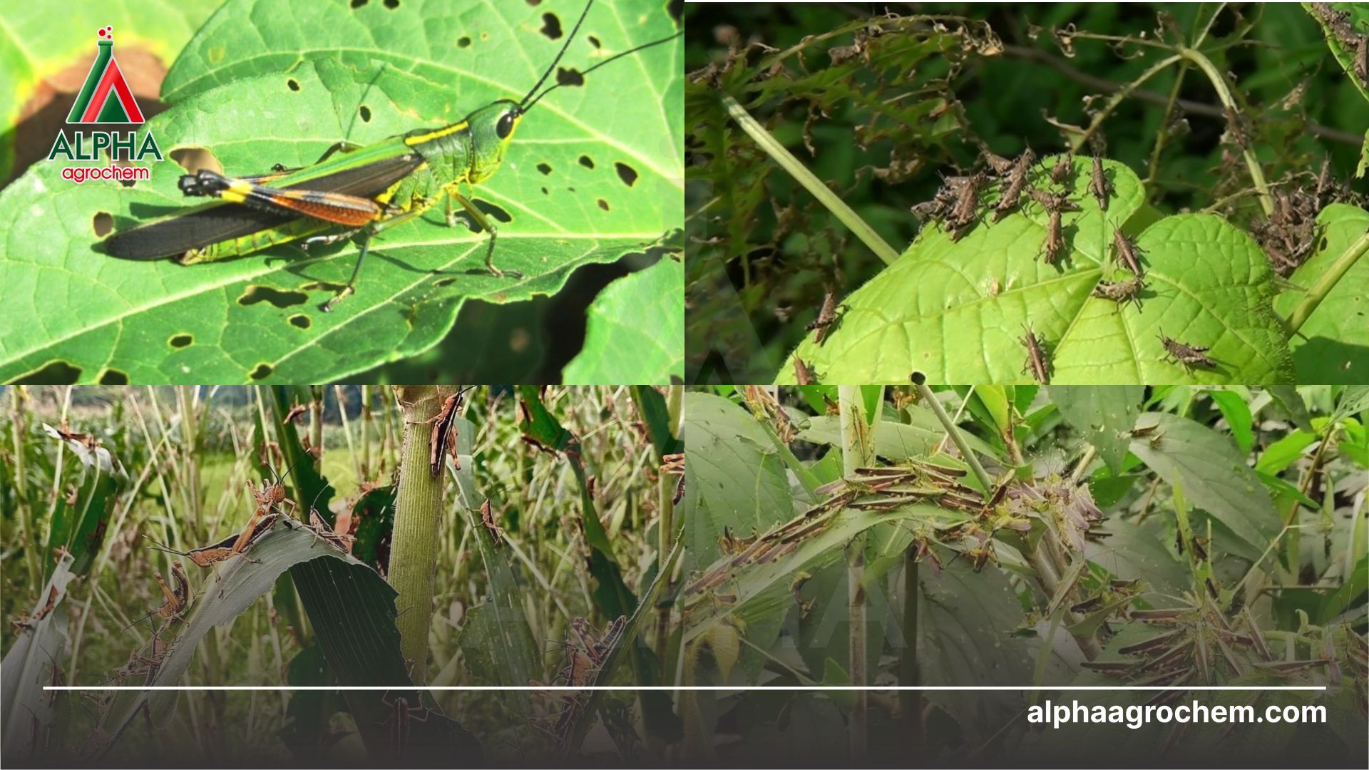 châu chấu gây hại