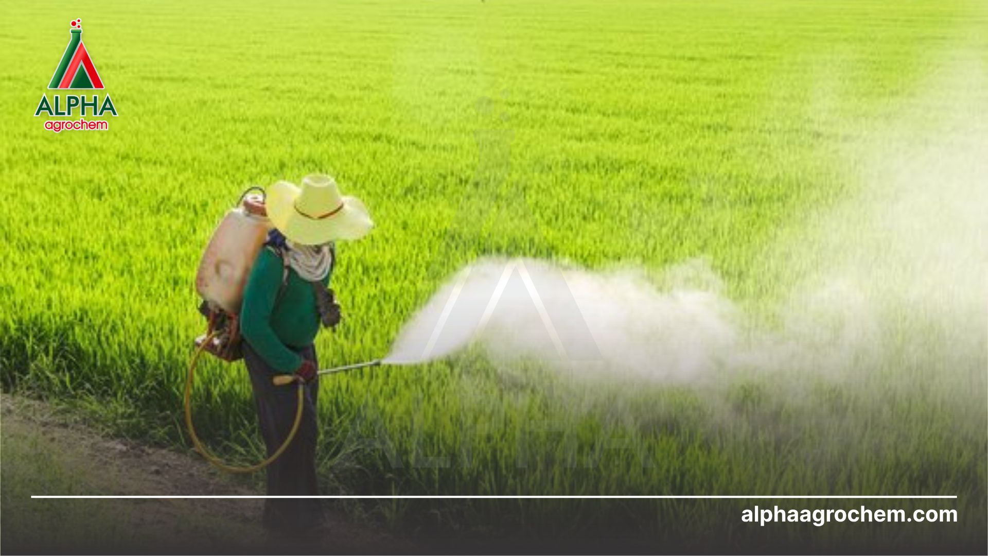 nông dân phun Thuốc trừ sâu - Imidacloprid 200g/kg - THẦN ĐỊCH TRÙNG 200WP