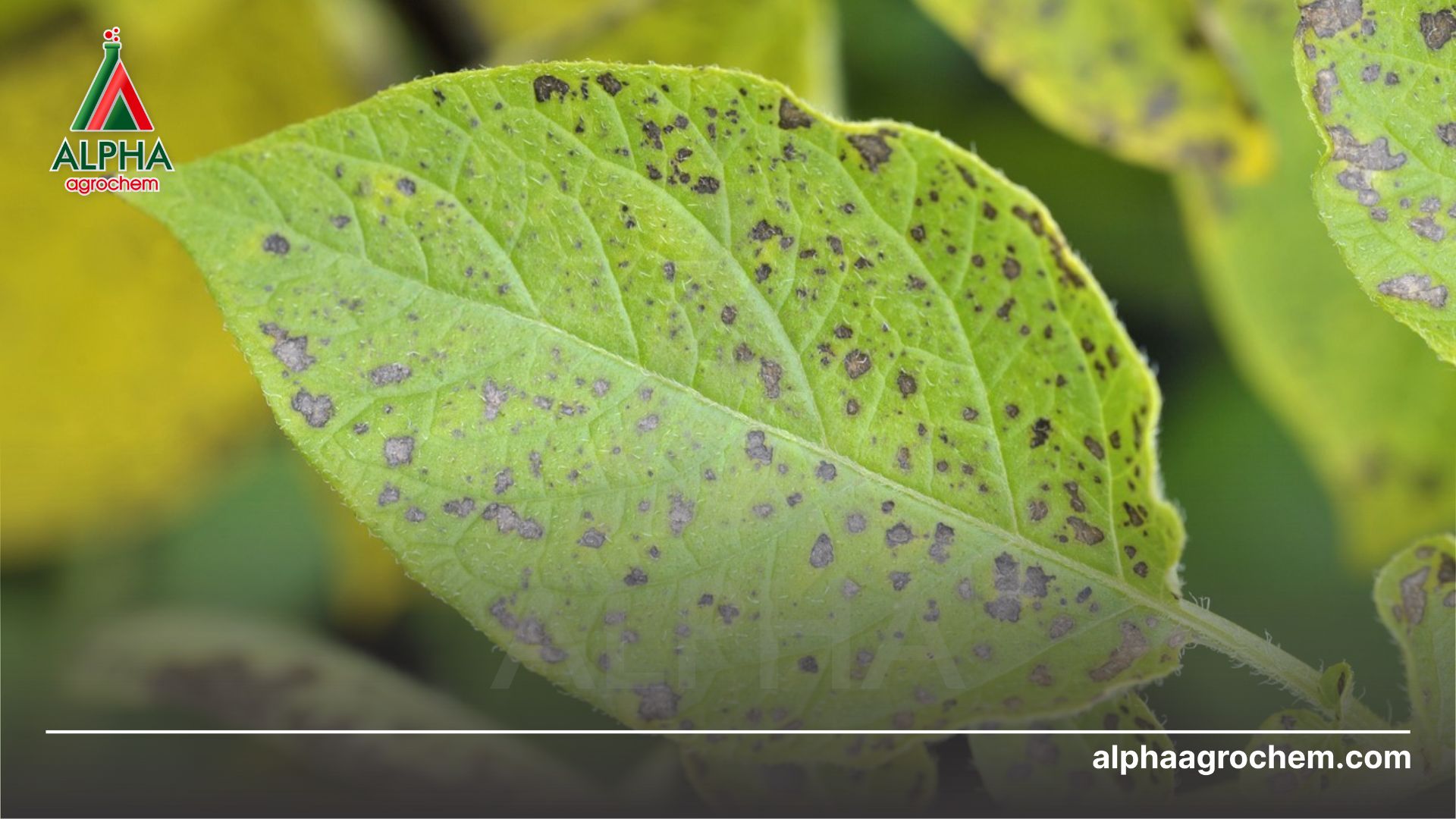 Bệnh Mốc sương trên khoai tây