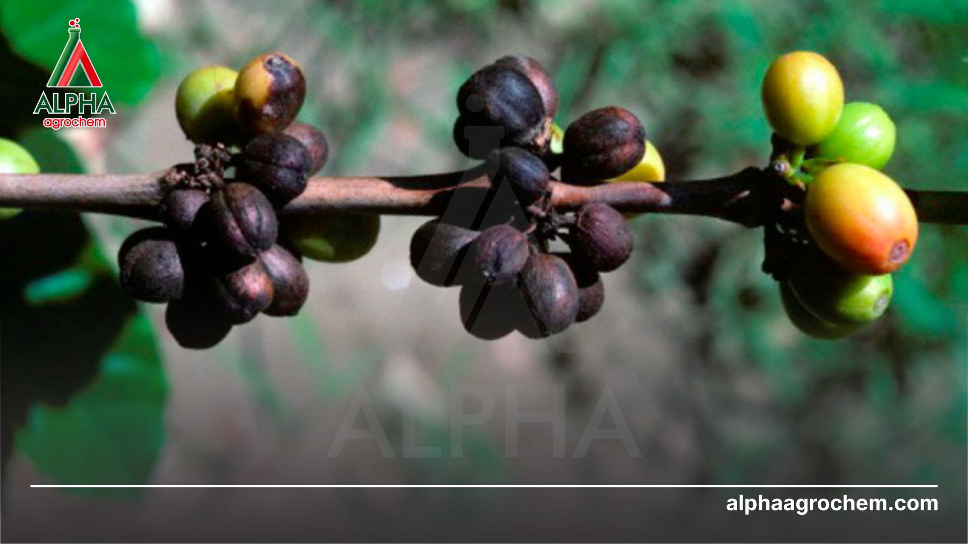 bệnh khô quả cà phê khi chưa tiếp xúc Thuốc trừ bệnh - Hexaconazole 50g/l - MEKONGVIL 5SC HOANGANHVIL 50SC