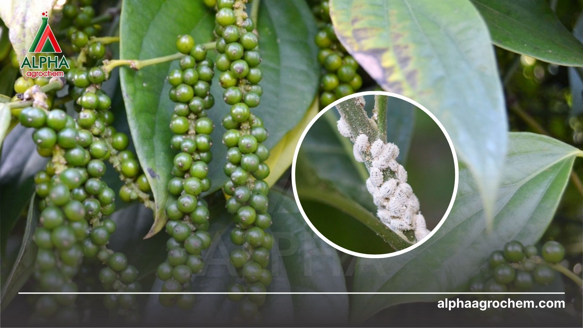 rệp sáp hại hồ tiêu 