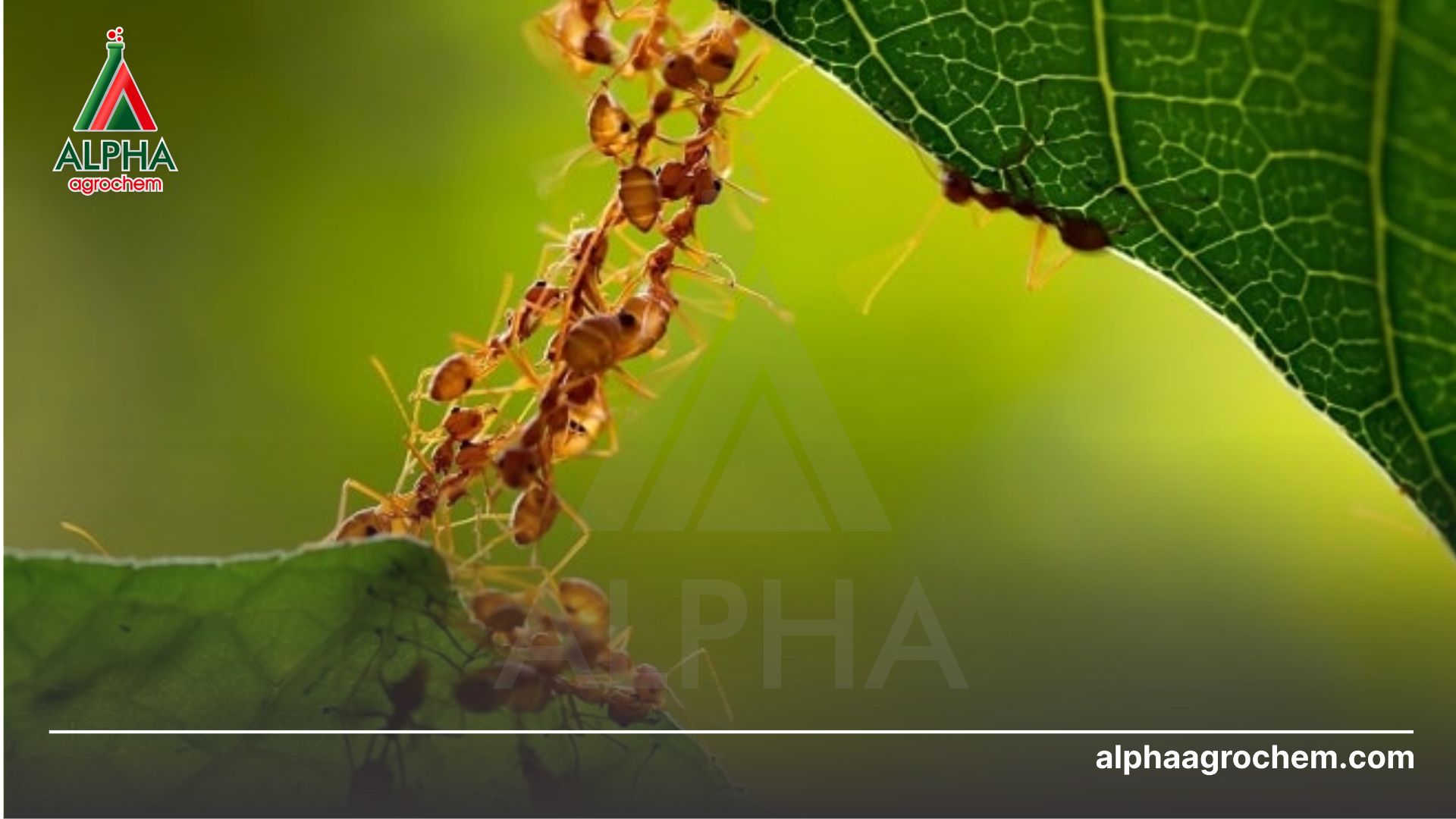 Sử dụng kiến vàng làm thiên địch 