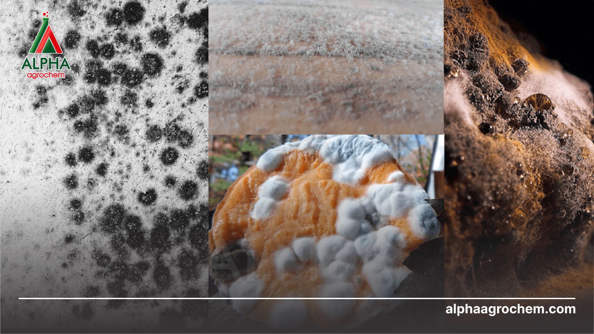 Các loài nấm bệnh khác nhau 