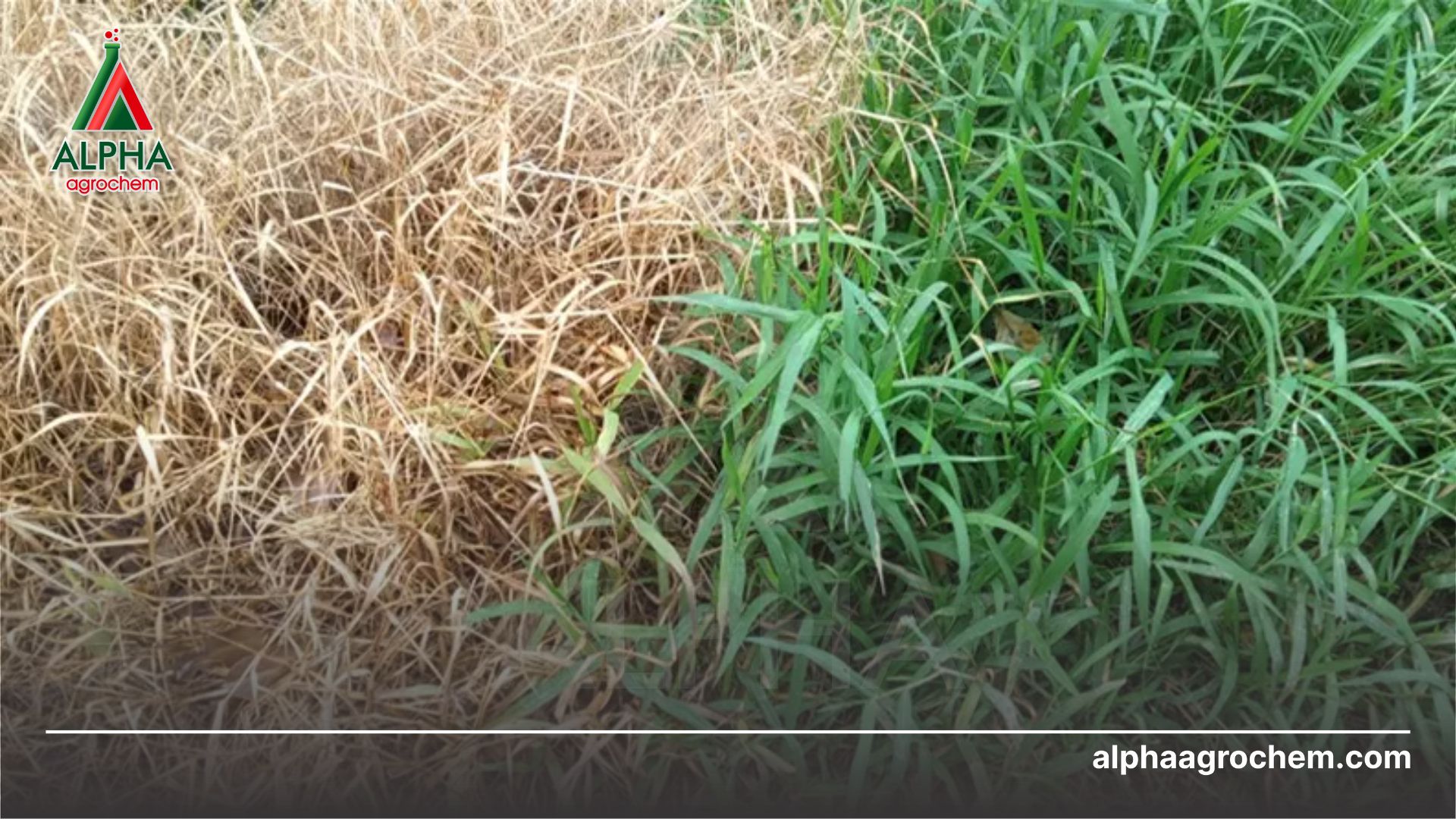 cỏ chết sau khi phun Thuốc trừ cỏ - Pretilachlor 350g/l - EUROFIT 350EC