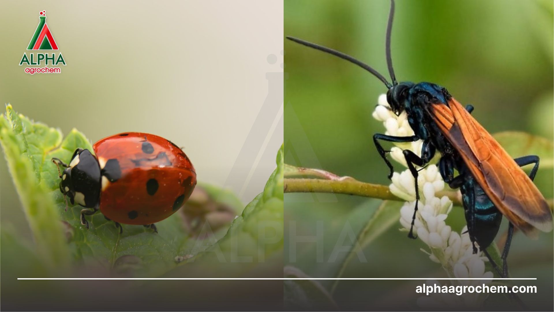 ong kí sính và bọ rùa 