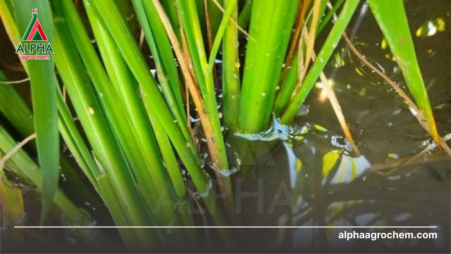 rầy phấn trắng gây hại trên lúa