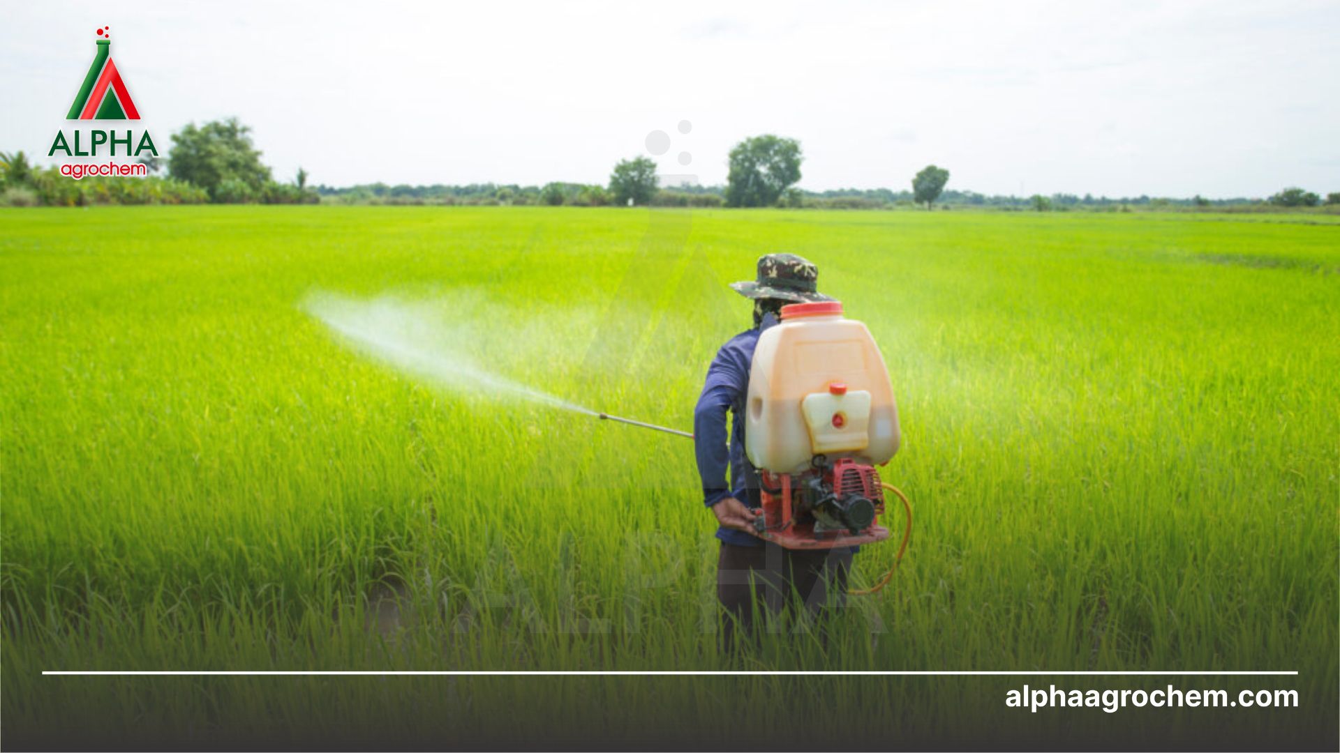 nông dân phun Thuốc trừ sâu - Acetamiprid 24% + Buprofezin 30% - KHONGRAY 54WP