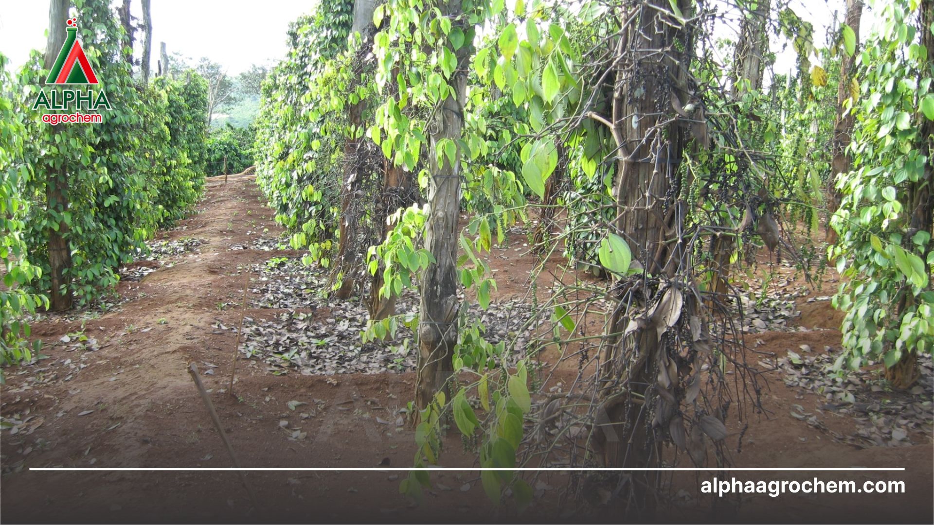 bệnh chết nhanh trên hồ tiêu