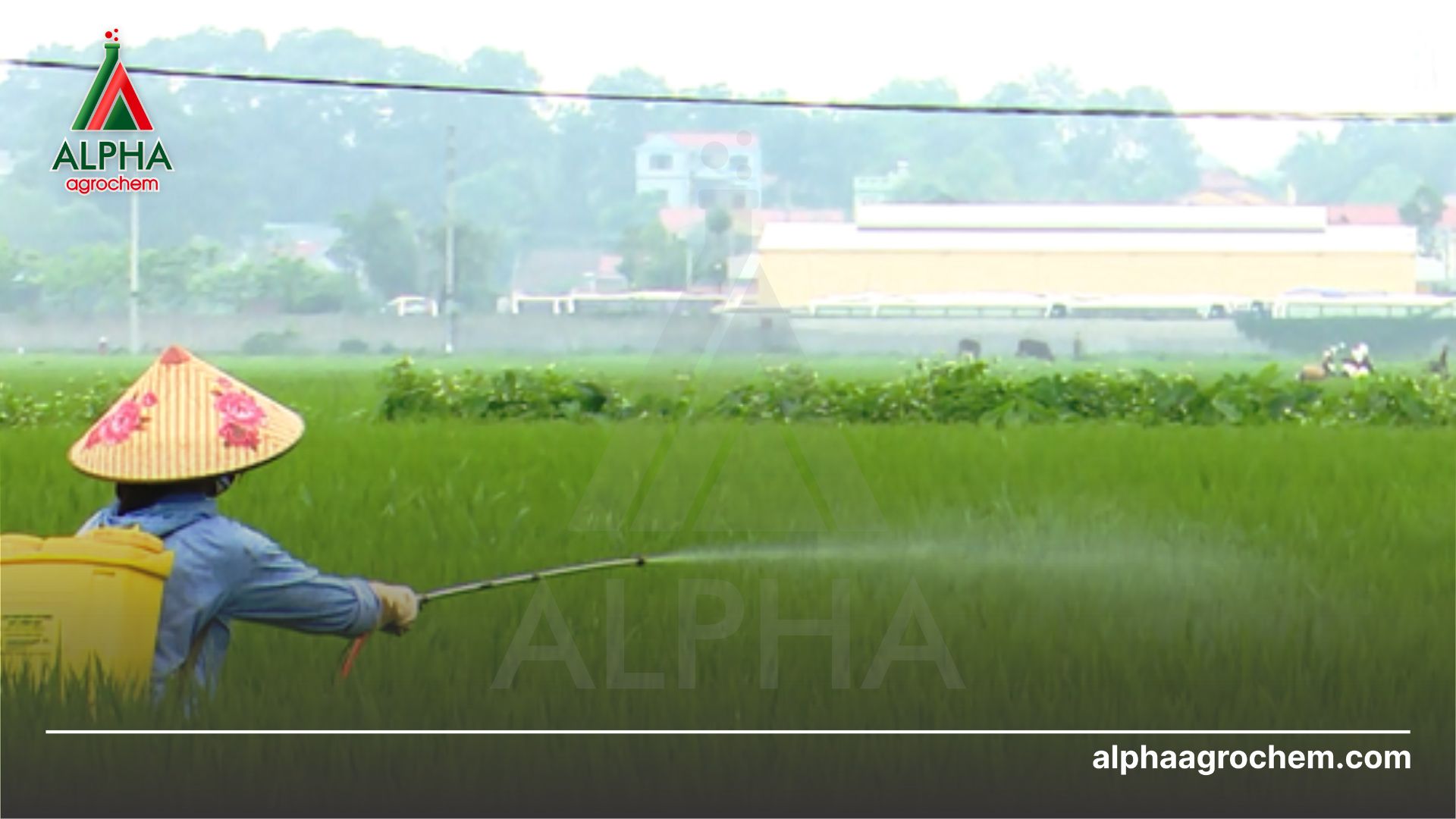 nông dân phun Thuốc trừ bệnh - Azoxystrobin 200g/l + Hexaconazole 40g/l + Tricyclazole 220g/l - KING-CIDE JAPAN 460SC