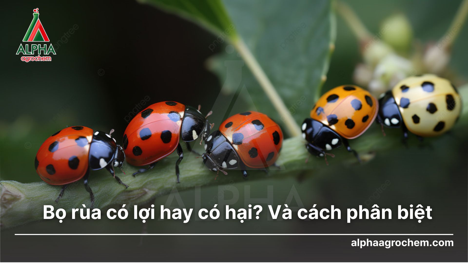 Bọ rùa có lợi hay có hại? Và cách phân biệt - ALPHA AGROCHEM
