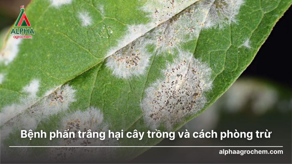 bệnh phấn trắng