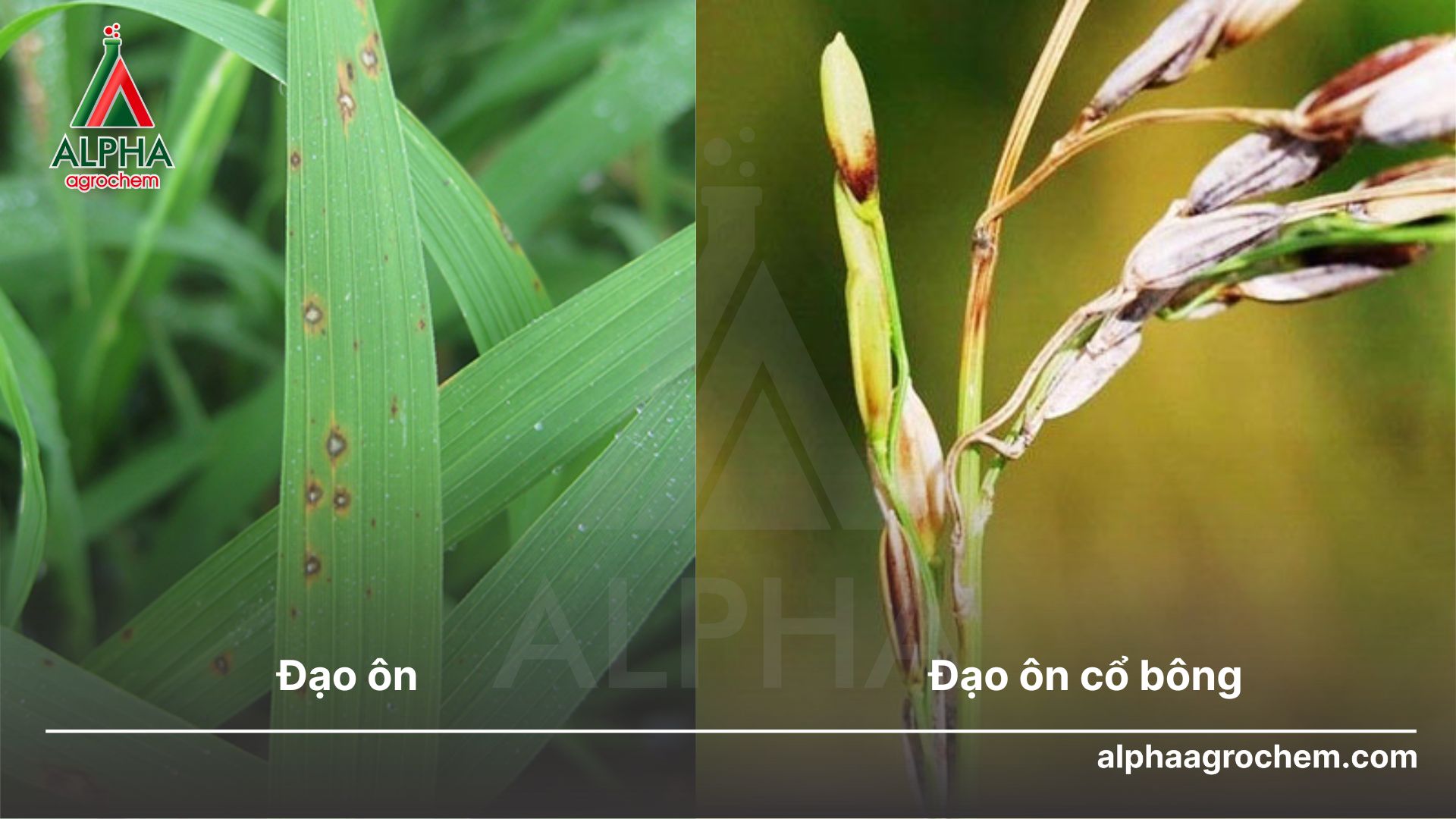 bệnh đạo ôn và đạo ôn cổ bông 