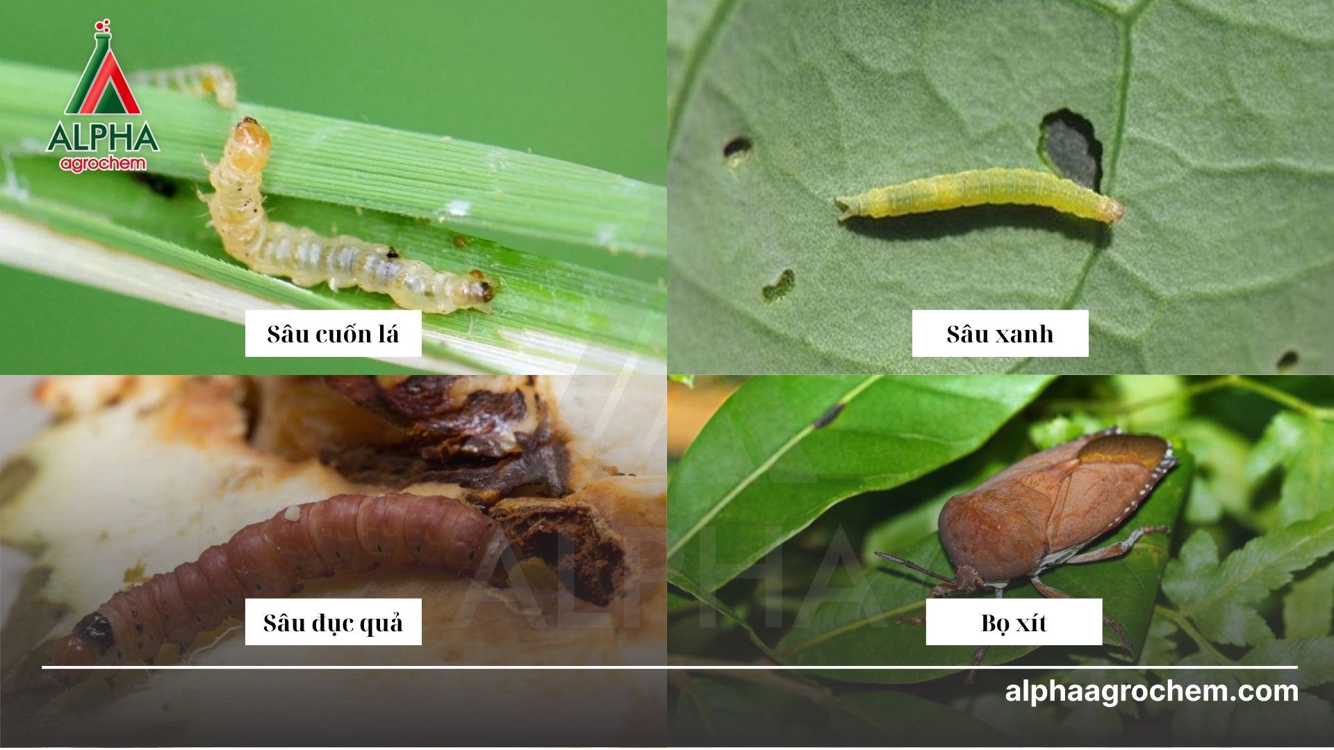 các loài sâu hại cây