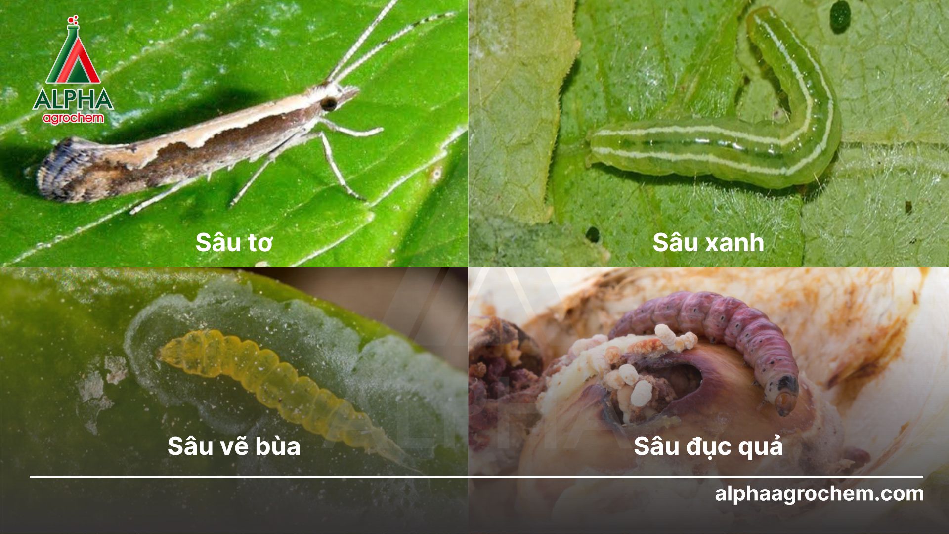 Các loài sâu hại cây trồng