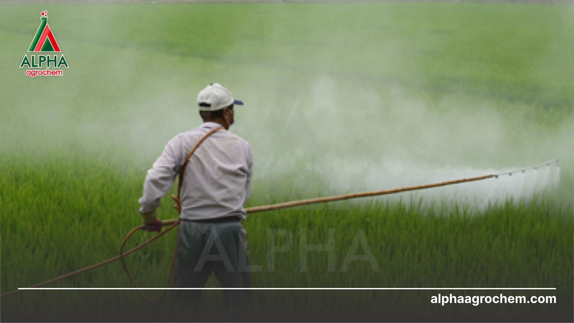 nông dân phun Bacca 80 WG