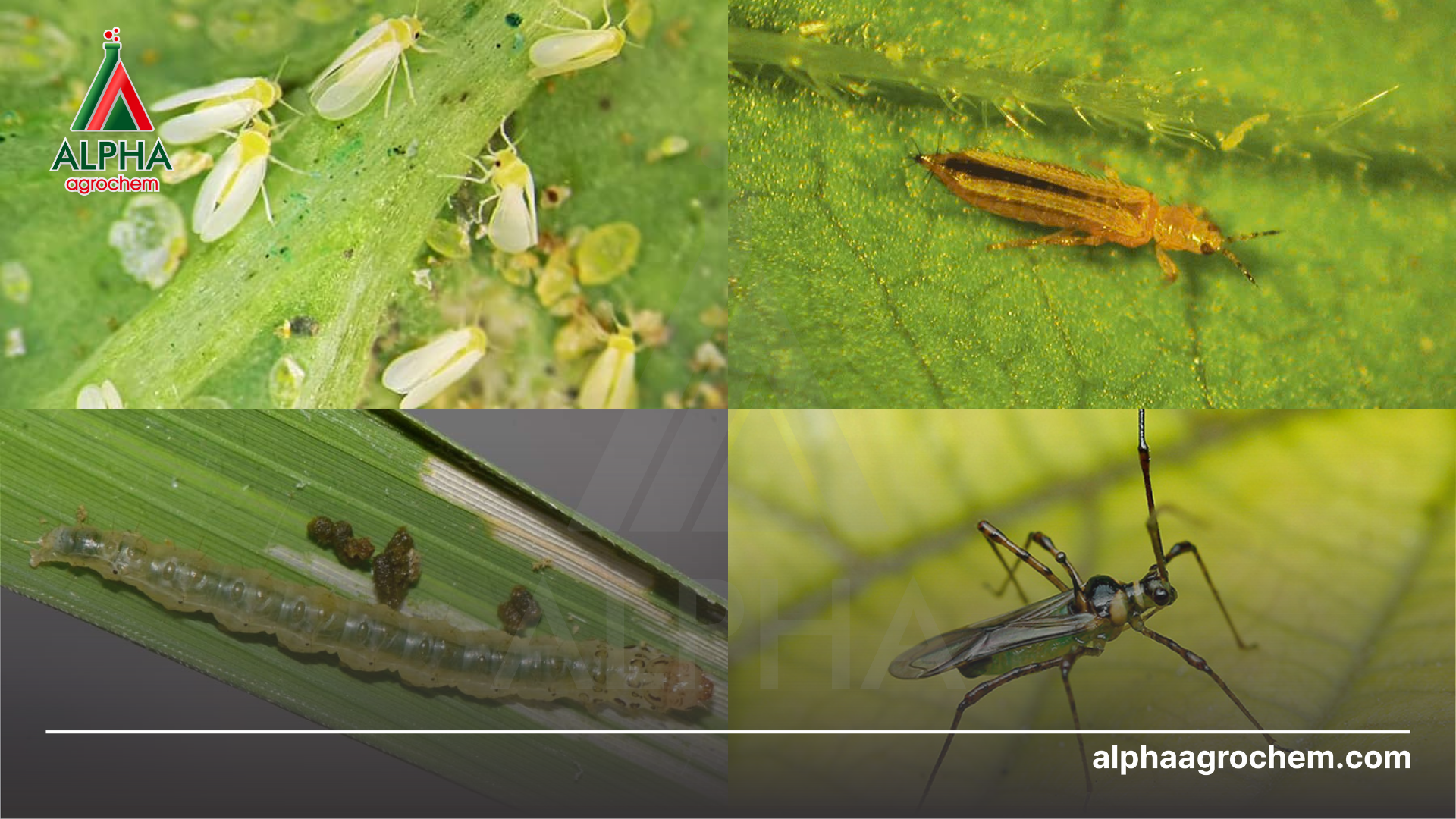 các loài sâu hại