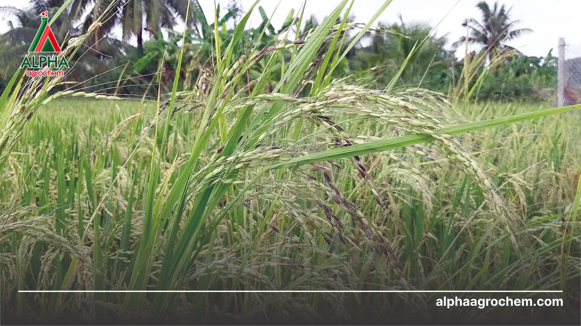 cỏ hại cây trồng