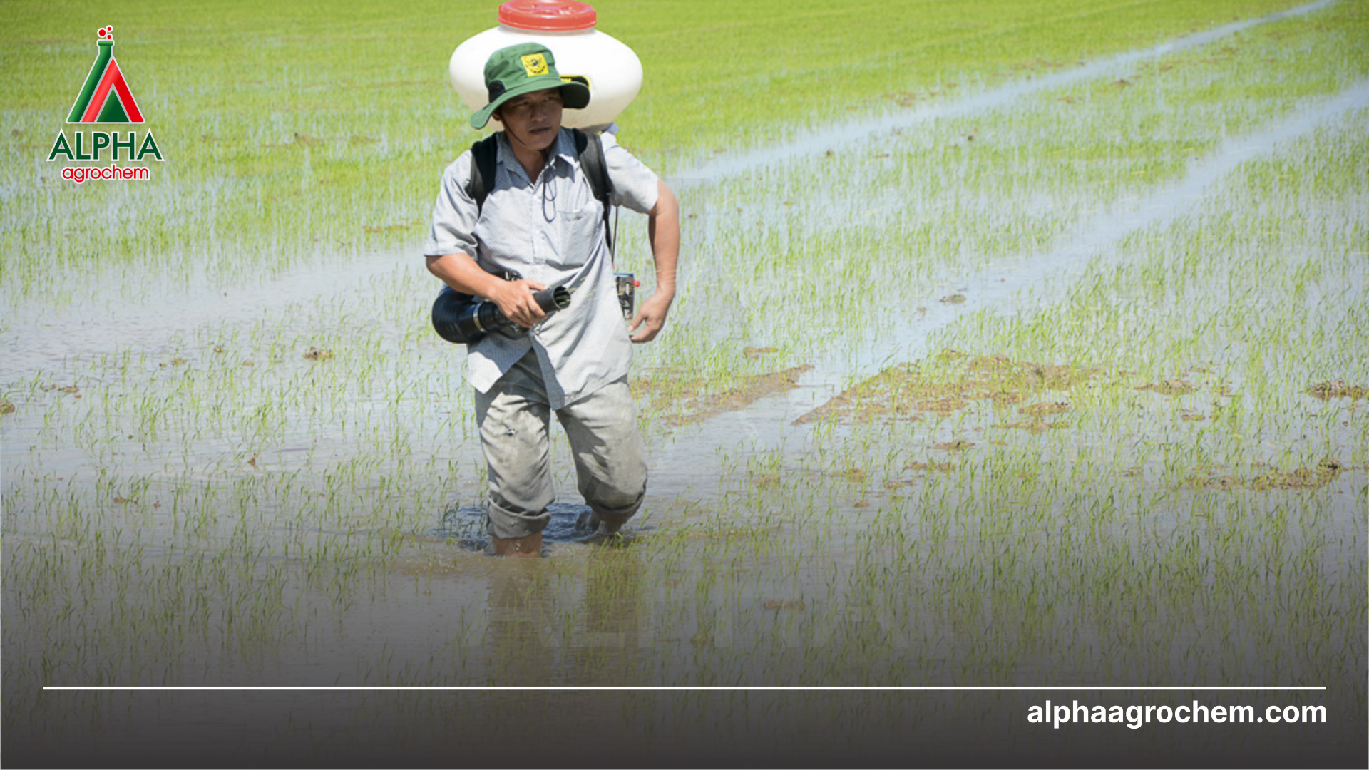 nông dân phun Thuốc trừ sâu ALIBABA 6.0EC