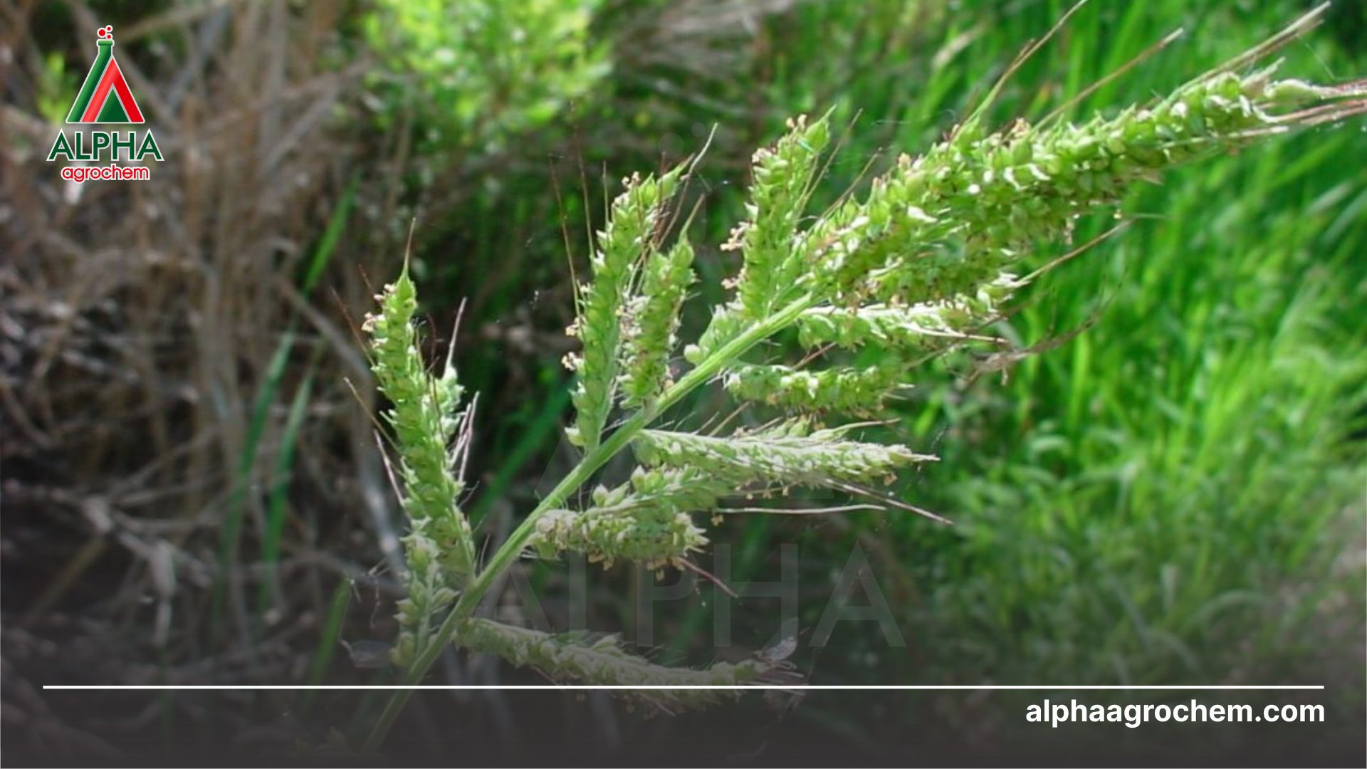 cỏ dại nguy hại