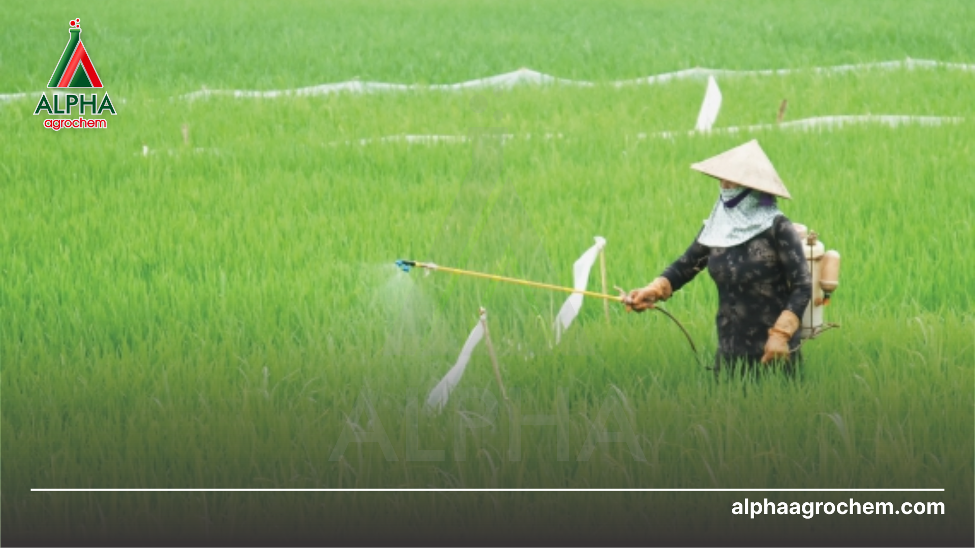 nông dân phun Thuốc trừ sâu LANRO 500 EC