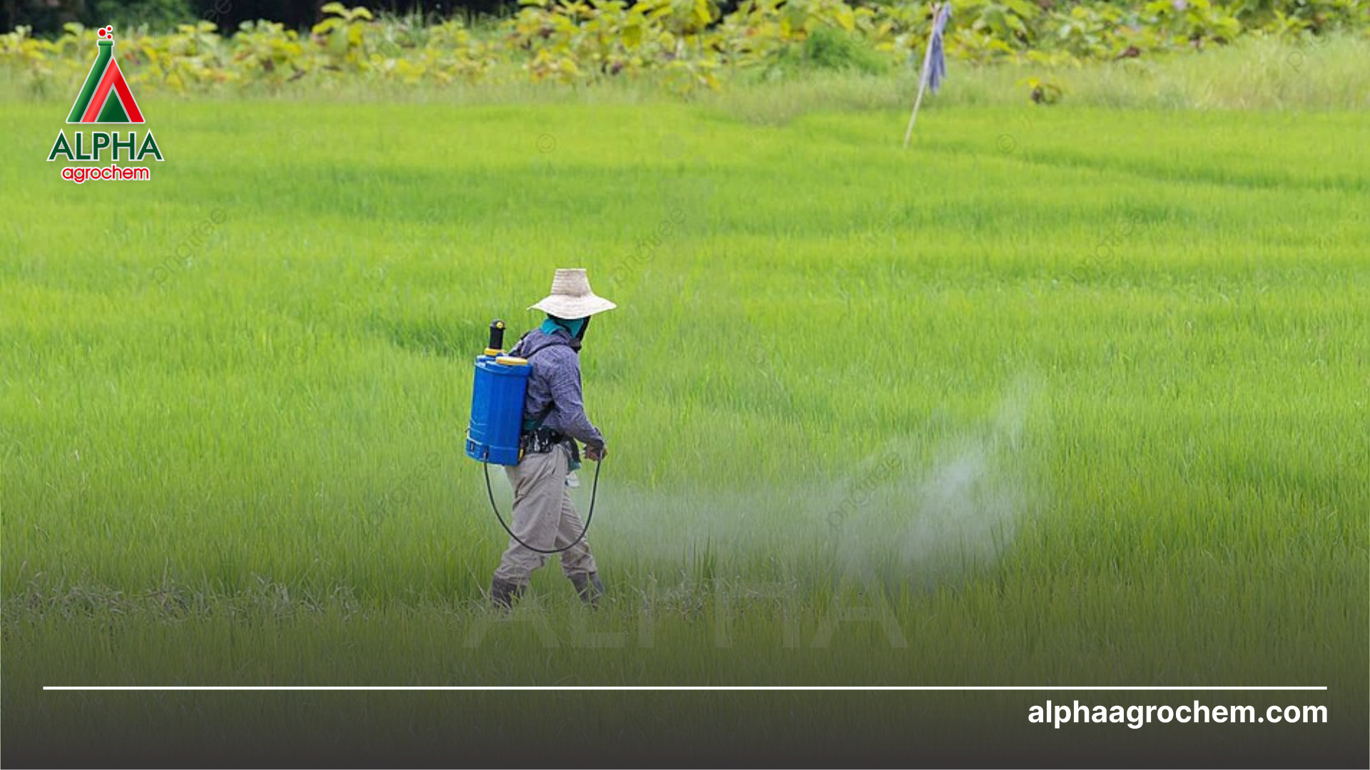 nông dân phun Thuốc trừ sâu NHENDO 5EC