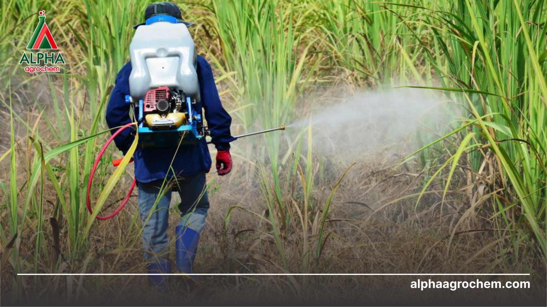 nông dân phun Thuốc trừ sâu JAVITIN 36EC