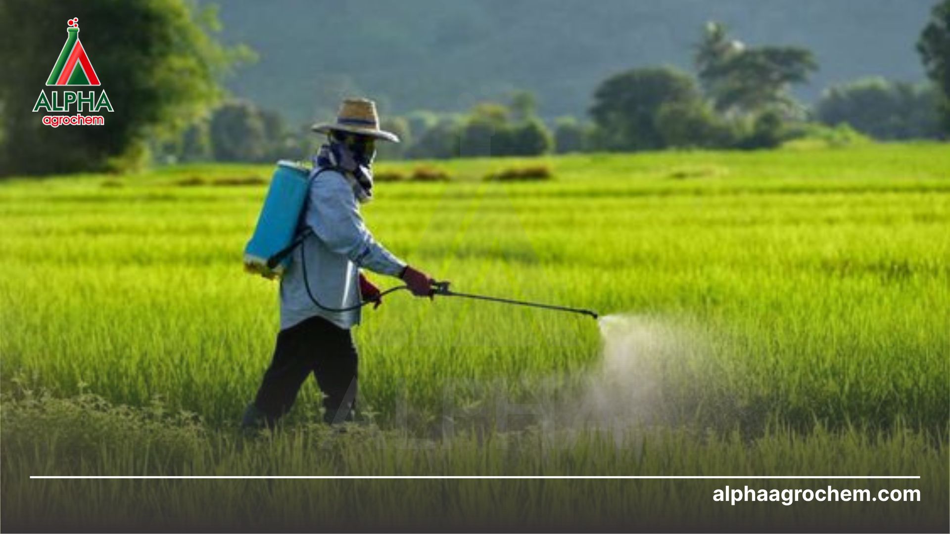 nông dân phun THUỐC TRỪ SÂU - EMAMECTIN BENZOATE 55G/KG - MAKEGREEN 5.5WG