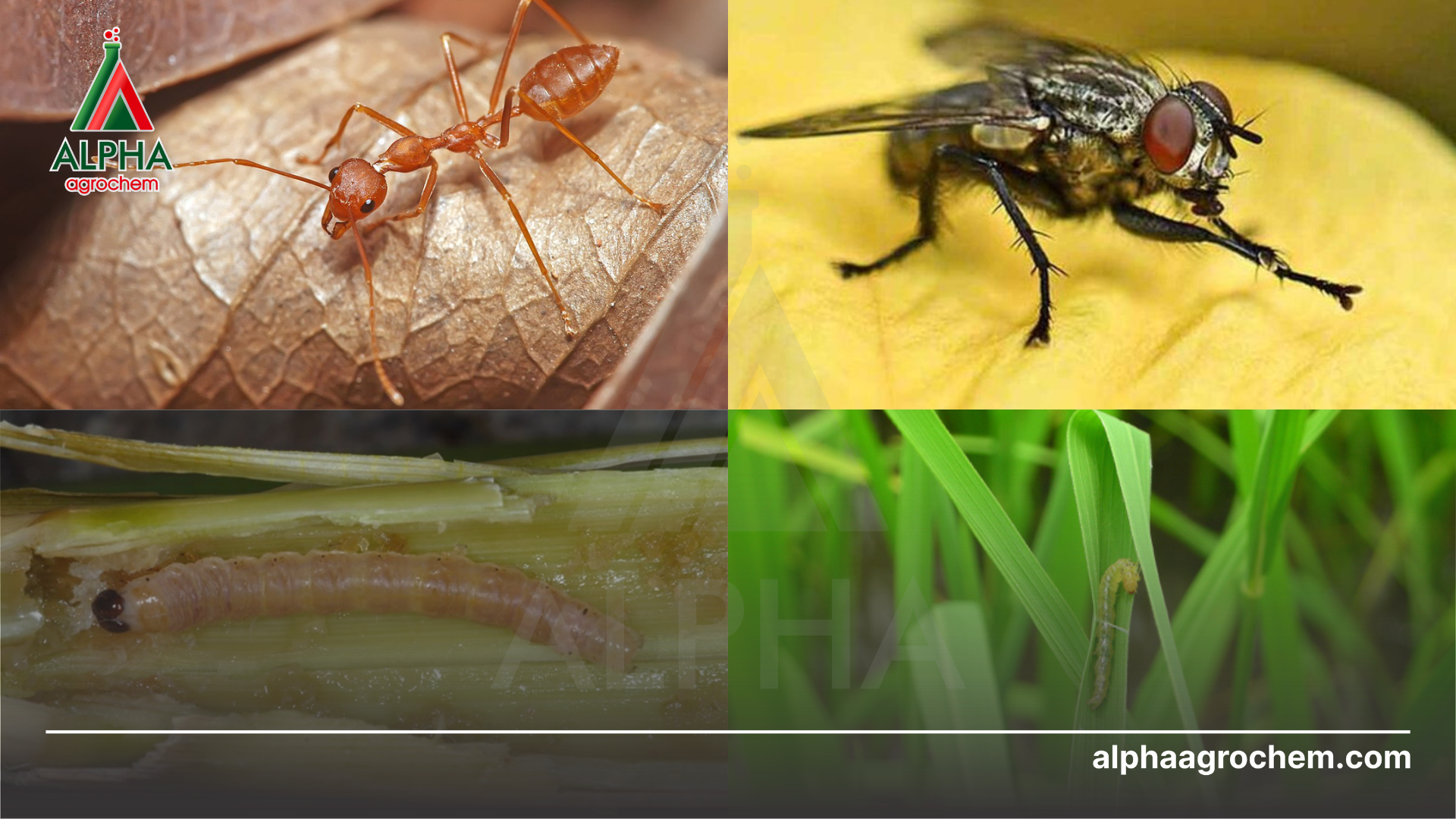 các loài côn trùng khác nhau