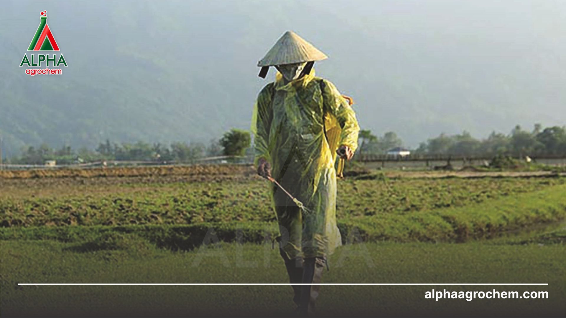 nông dân phun Thuốc trừ cỏ ACOCET 53WP