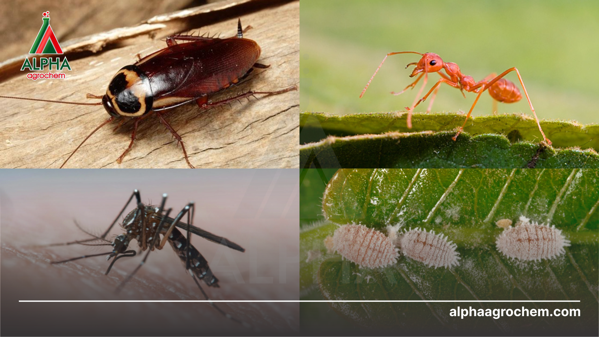 các loài côn trùng khác nhau 