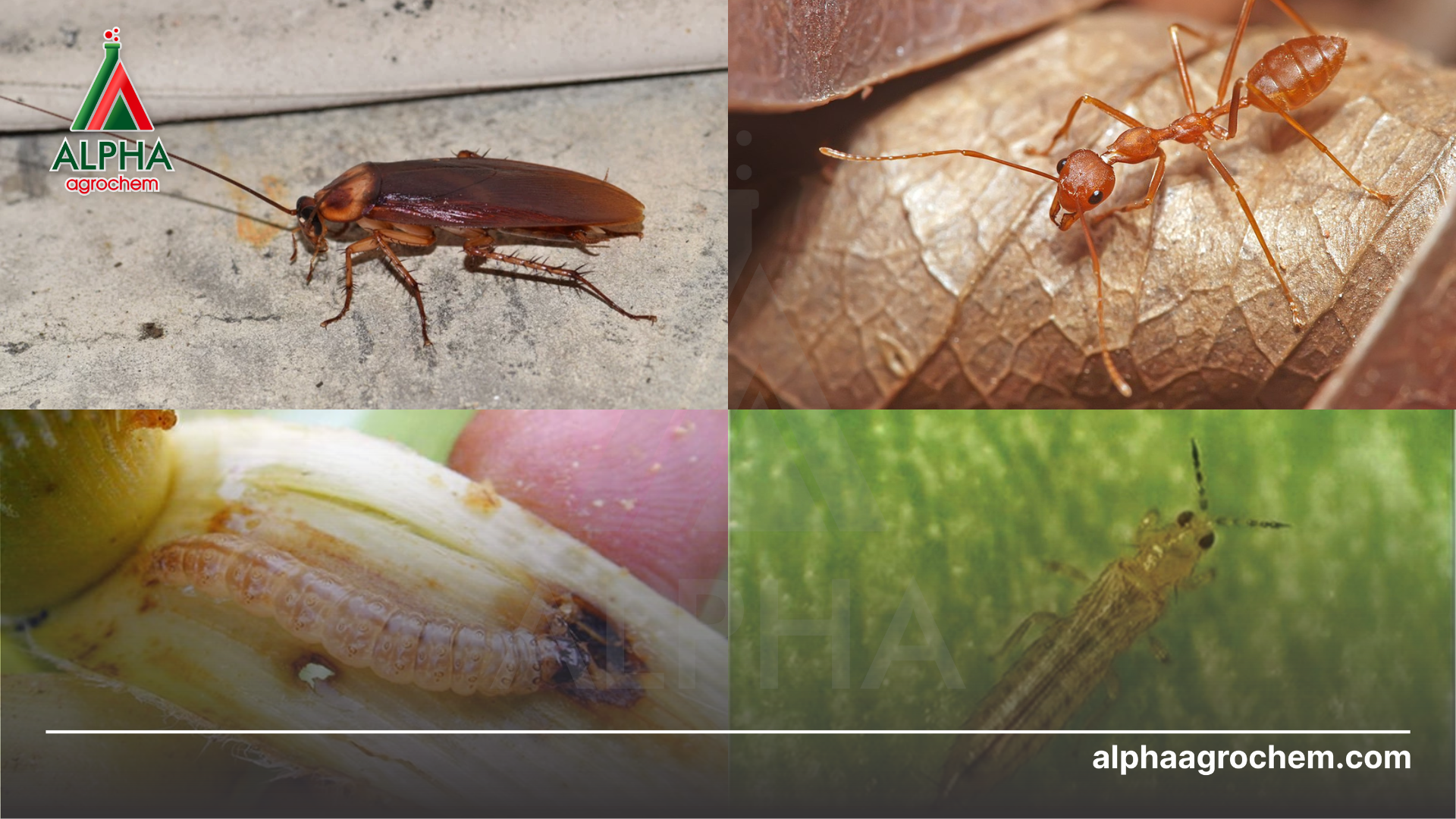 các loài côn trùng khác nhau