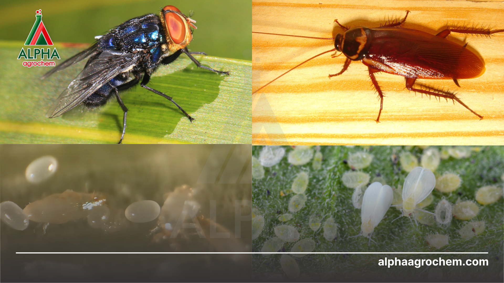 các loài côn trùng khác nhau