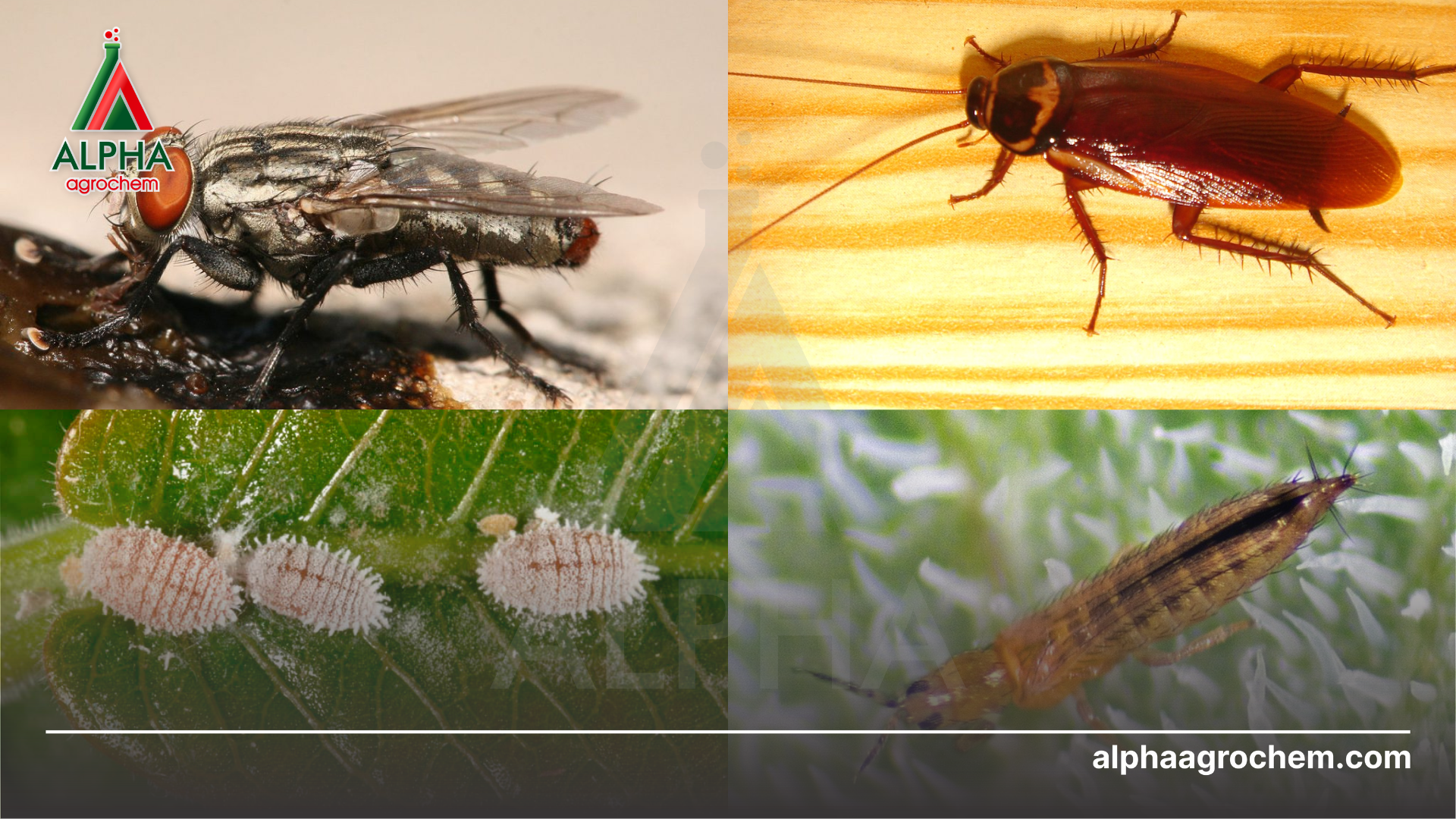 các loài côn trùng