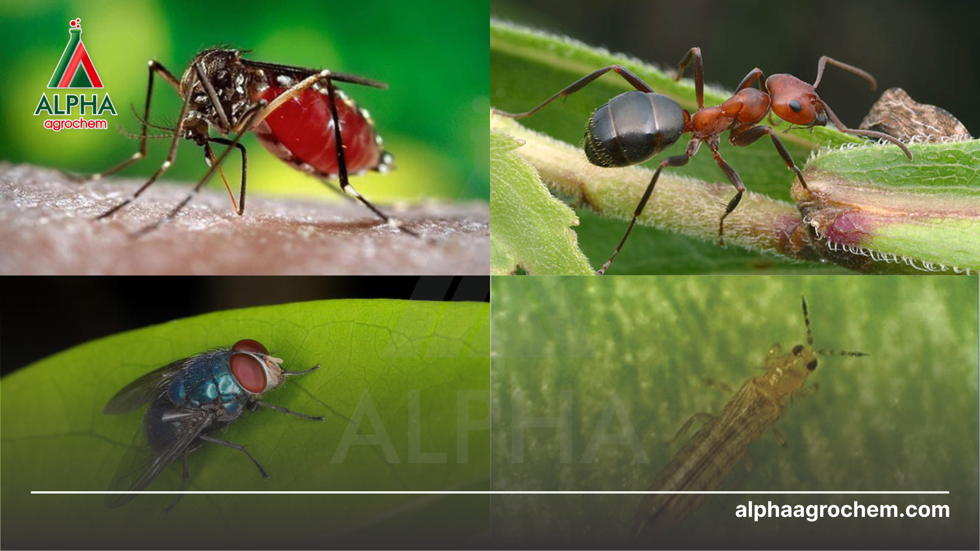 côn trùng gây hại