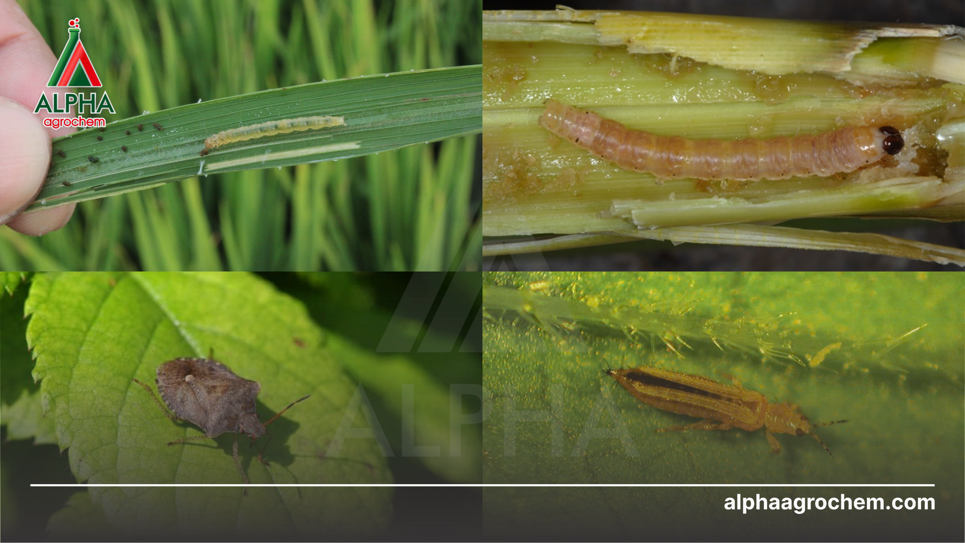 các loài sâu hại