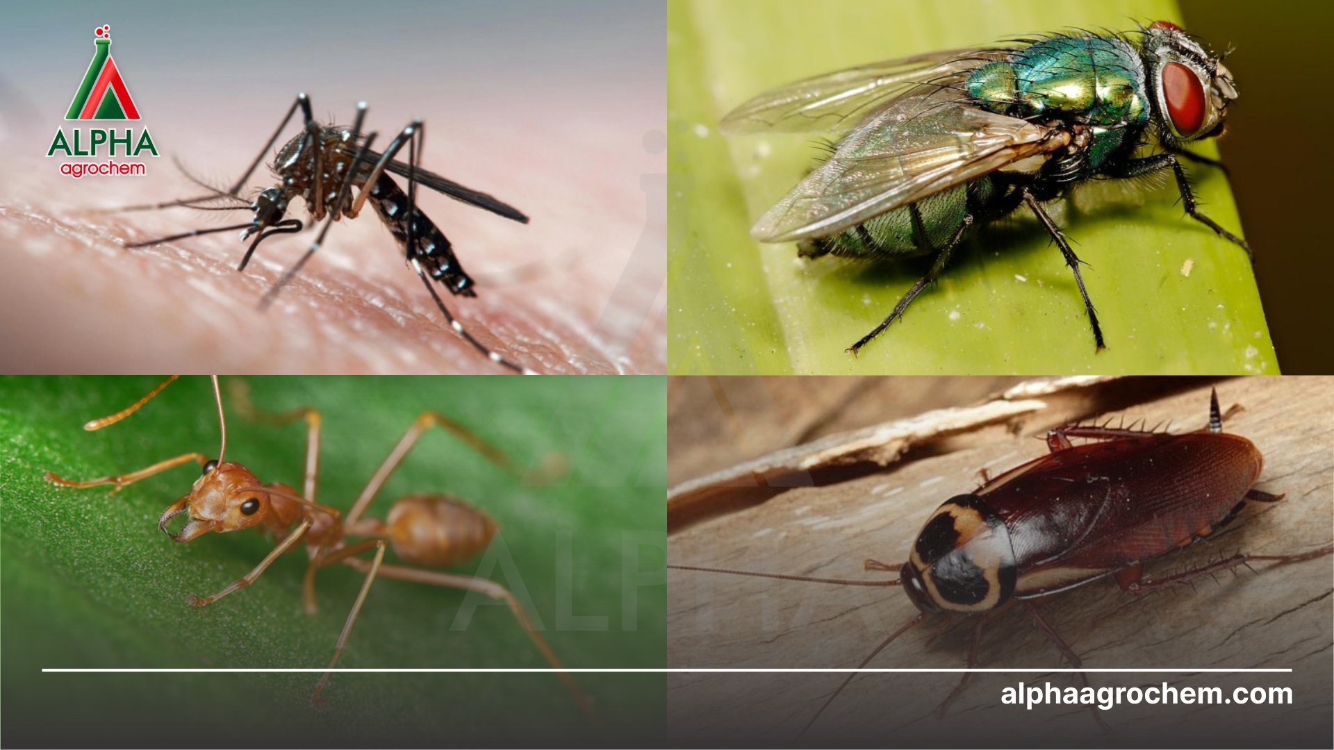 các loài côn trùng gây hại