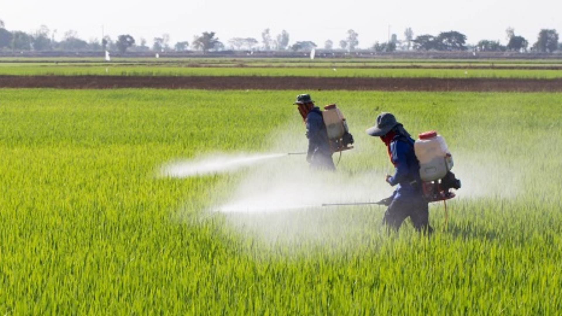 nông dân phun Thuốc trừ sâu ABAGENT 500 WP