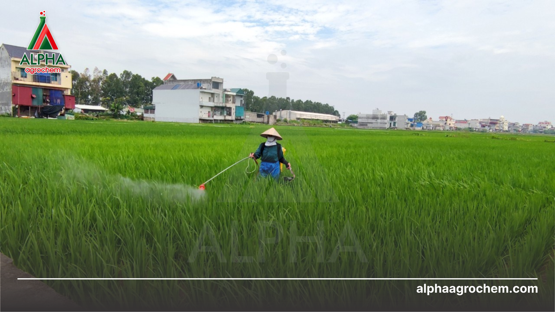 nông dân phun Thuốc trừ sâu HOMECTIN 40EC