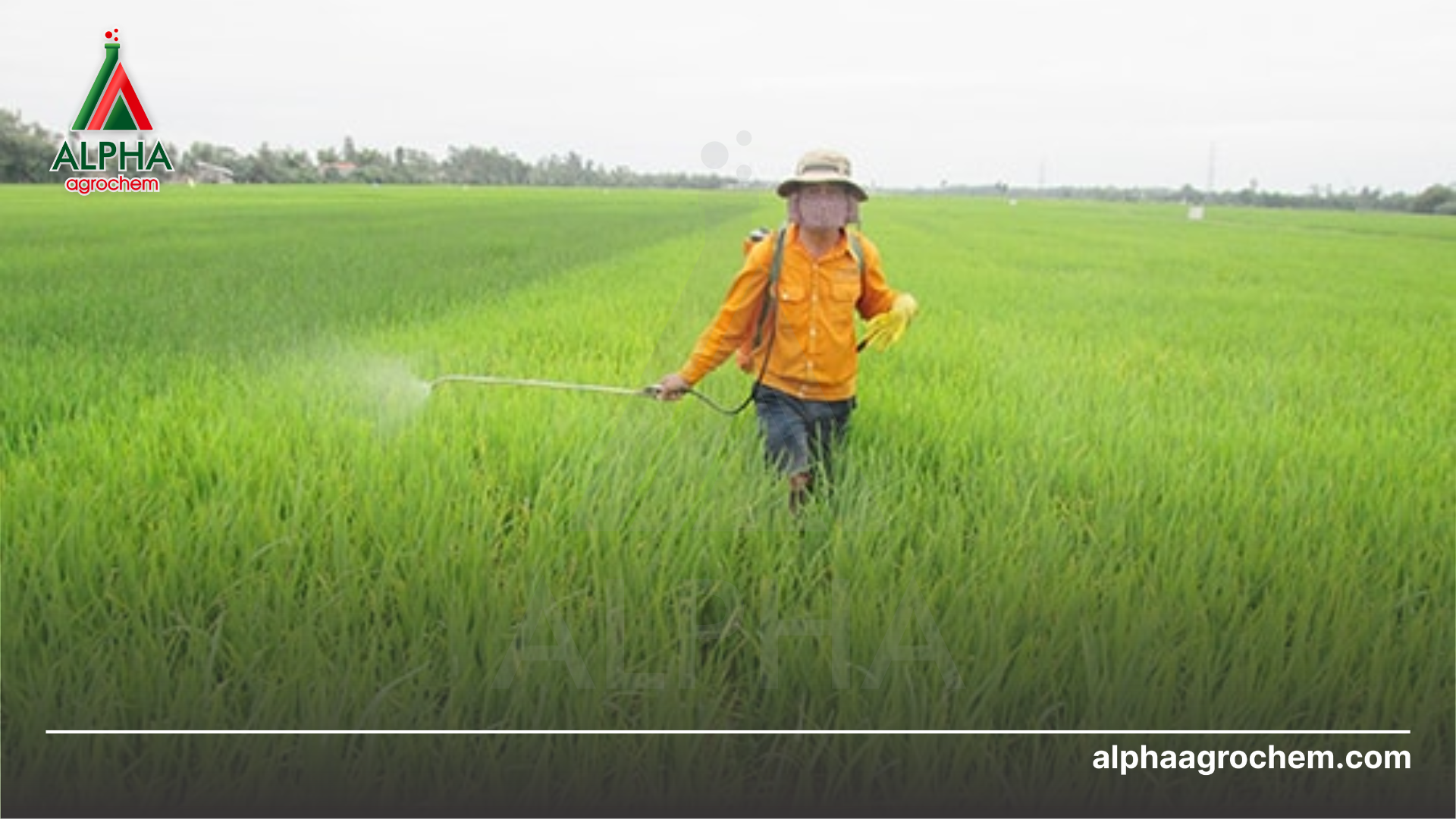 nông dân phun Thuốc trừ bệnh AZO DINO ZOP 325SC